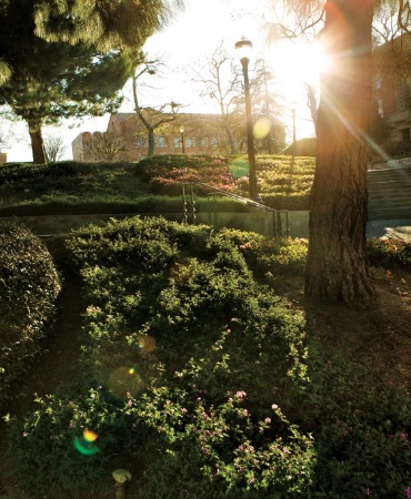 Sunlight streaming through trees and a grassy area.