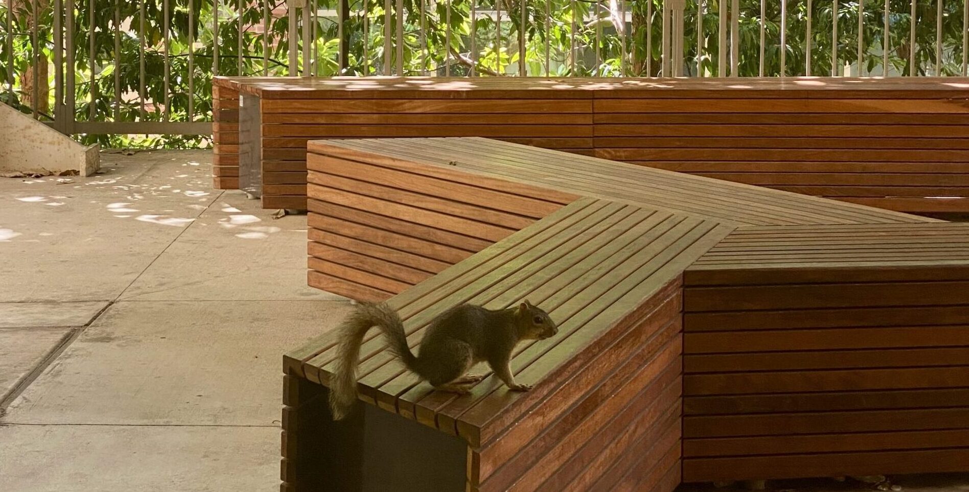 A squirrel sits on a wooden bench in a green courtyard, surrounded by lush trees and modern architectural elements.